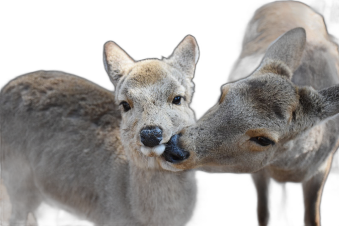 Photo of a baby deer with a bird texture look, looking at the camera and kissing in the style of an adult female roe animal on a black background, full body shot, isolated with strong contrast.  Transparent Background