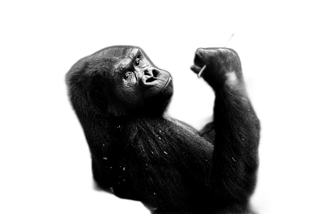 A baby gorilla is reaching up with its hand to touch the ceiling, black background, simple and minimalistic, high contrast, monochrome, professional photography, studio lighting  Transparent Background