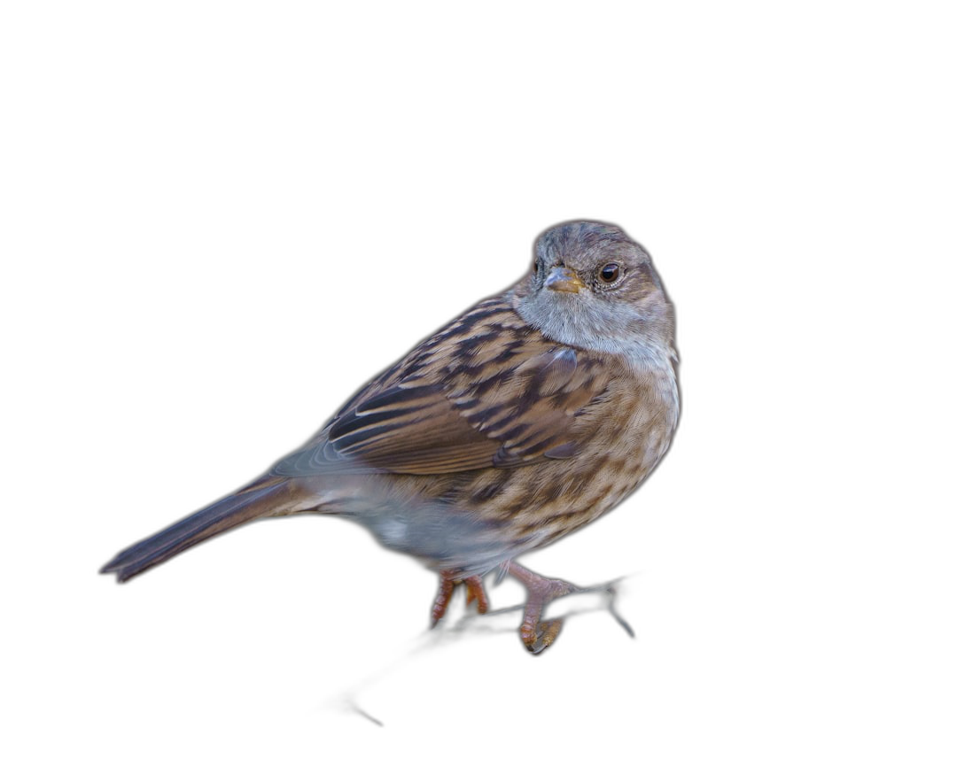 Dunspinax, the dunnock or field sparrow on black background, full body  Transparent Background