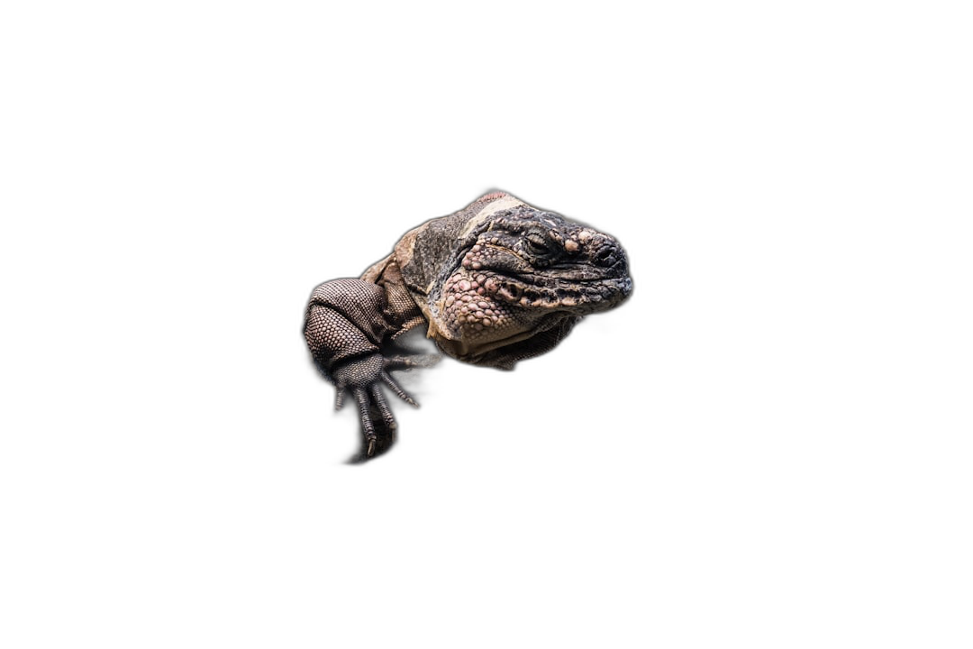 A small black mummified baby iguana floating in the air on a pure black background, with dramatic studio lighting, in the style of Hasselblad photography, with sharp focus and high resolution, in a cinematic shot.  Transparent Background