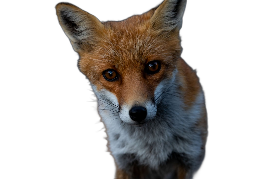 A fox looking at the camera, with a black background, in a style of high definition photography.  Transparent Background