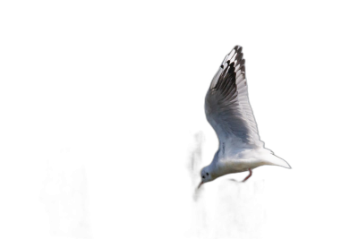 A white seagull flying in the air against a pure black background, photographed with backlighting in the style of colorism, with full high-definition resolution.  Transparent Background