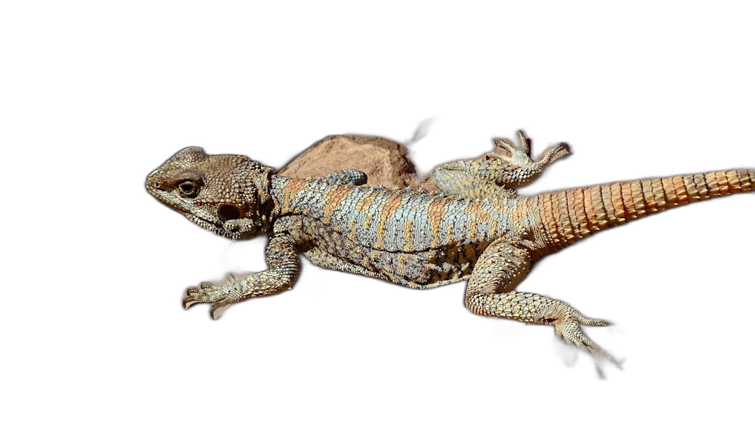 A desert lizard, running on black background, motion capture, superb photography, National Geographic photos, highdefinition details  Transparent Background