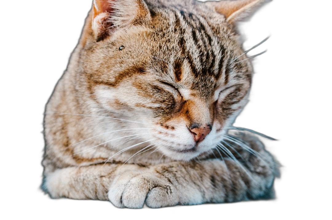 A cat sleeping with its eyes closed, closeup of its head and paws, against a black background, in a high resolution photograph, with professional color grading in the style of soft shadows, no contrast, and clean sharp focus in the digital photography.  Transparent Background