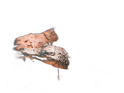 a dark photograph of an ancient lizard with wings, lit from behind, isolated on black background, simple composition, cinematic, grainy  Transparent Background