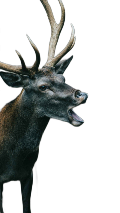 A deer with its mouth open, full body portrait against a pure black background in the style of high definition photography.  Transparent Background