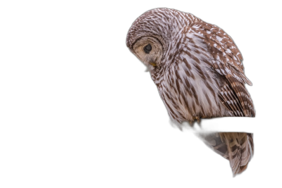 Barred Owl on black background, full body shot from side view, high resolution photo  Transparent Background