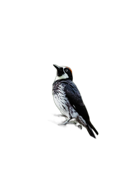 A cute woodpecker, full body shot, pure black background, minimalist style, photography, high definition details  Transparent Background