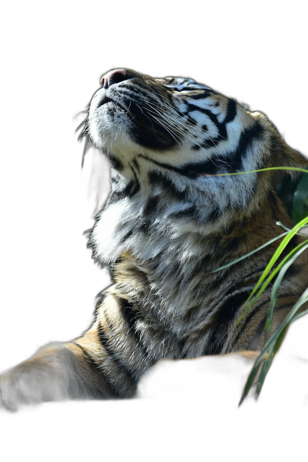 Tiger, looking up at the sky with grass in its mouth, black background, backlighting, side view, closeup of head and shoulders, highdefinition photography  Transparent Background