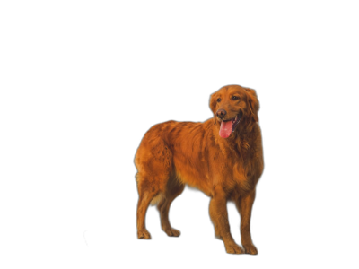 Golden Retriever standing, side view, black background, photorealistic style, high resolution  Transparent Background