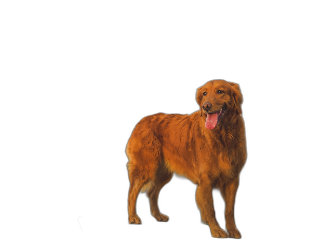 Golden Retriever standing, side view, black background, photorealistic style, high resolution  Transparent Background