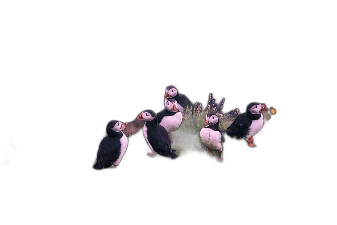 A group of puffins at night in a dark sky with some grasses, a realistic photo shoot taken in the style of Sony camera, high resolution, black background  Transparent Background