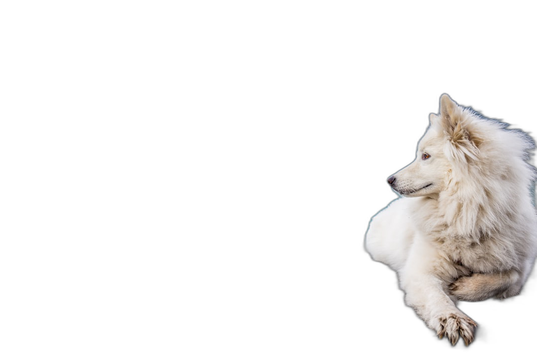 A white fluffy dog jumping on a black background, from the side view, in a panoramic photo, in the style of photography.  Transparent Background