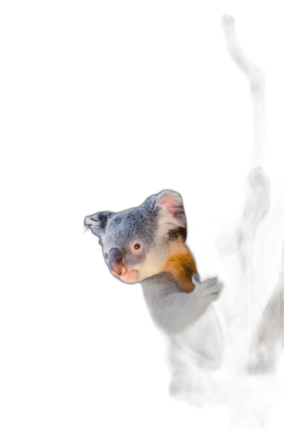 A koala is seen in the darkness, illuminated in the style of light from behind. The dark background highlights its features and creates an atmosphere of mystery or intrigue. photo on isolated black background  Transparent Background