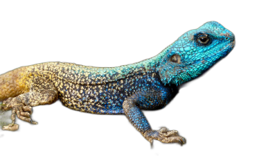 Blue lizard with black background, in the style of national geographic photo.  Transparent Background