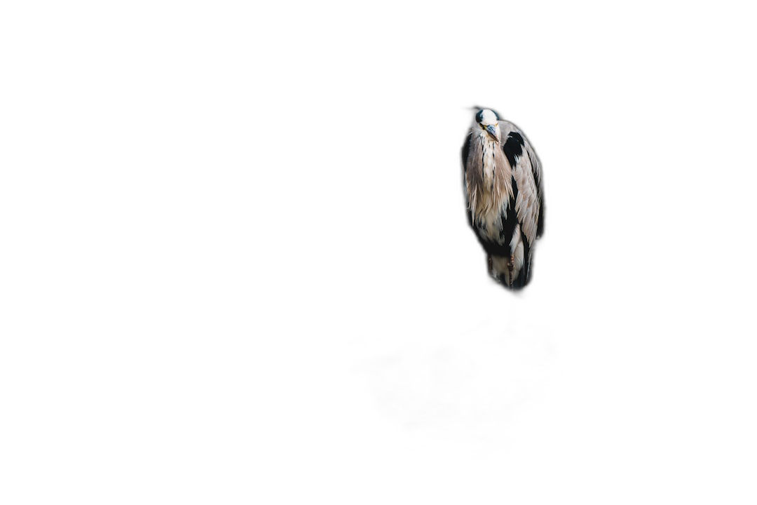 a heron in the darkness, minimalist photography, fujifilm pro 800z, birdseyeview, black background, macro lens  Transparent Background