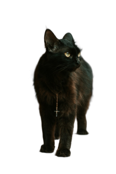 black cat with necklace of christian cross, full body shot, on black background, hyper realistic photography  Transparent Background