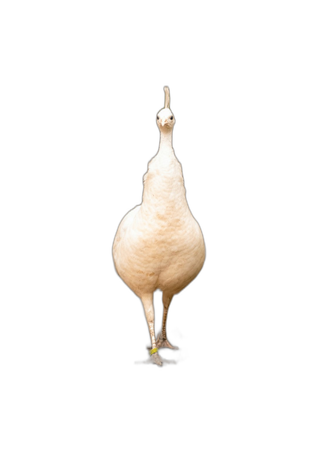 A full-body shot of an ugly white duck walking away from the camera, isolated on a black background, in a high-resolution photograph.  Transparent Background