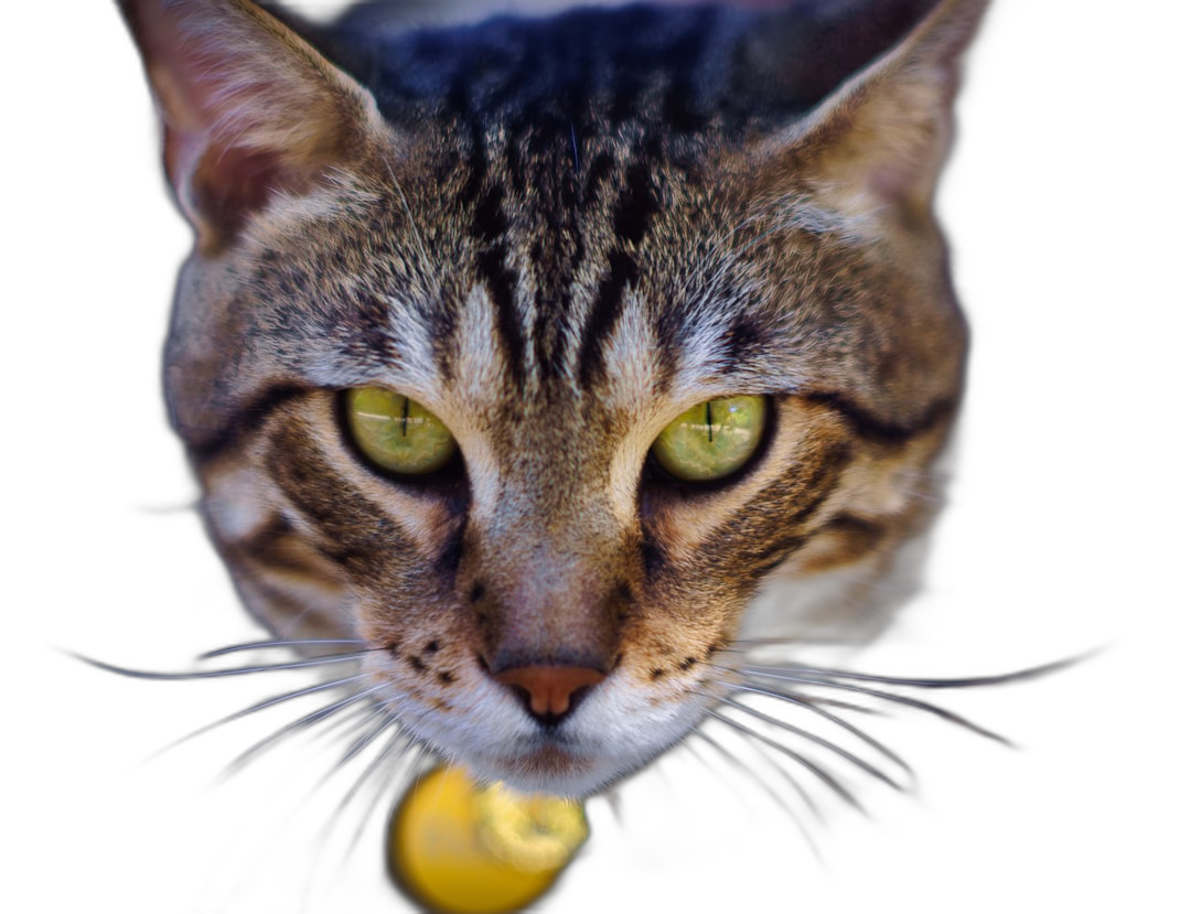 A beautiful brown tabby cat with green eyes is staring at the camera, holding a yellow ball in its mouth, isolated on a black background, close up portrait photography, macro lens, f/28 aperture, in the style of macro lens.  Transparent Background