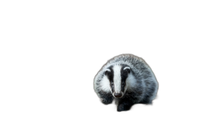 A full body photo of an european badger on black background, looking at camera, studio light, 35mm lens f/20 aperture,  Transparent Background