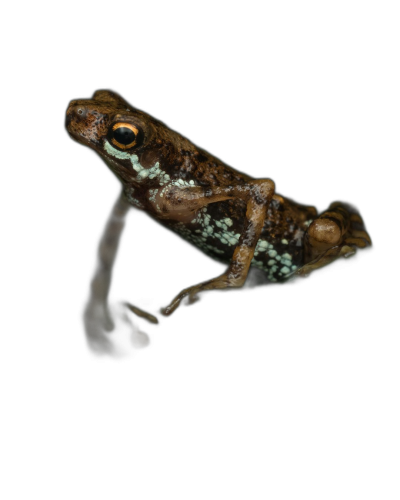 A small frog with a dark brown body and white spots on its back sits on a black background in the style of national geographic photo. The frog was photographed using macro photography.  Transparent Background