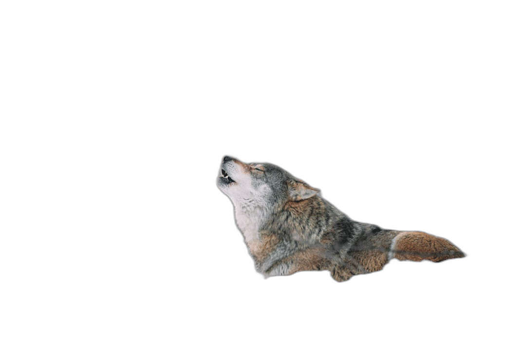 A wolf howling in the air, side view on black background, high definition photography, ultrarealistic, high resolution  Transparent Background