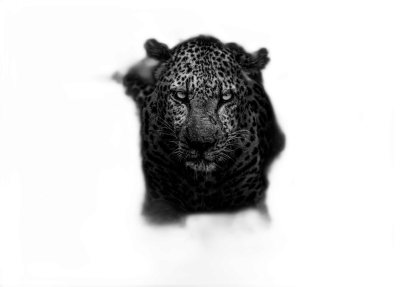 black and white leopard portrait in the dark, black background, hd  Transparent Background