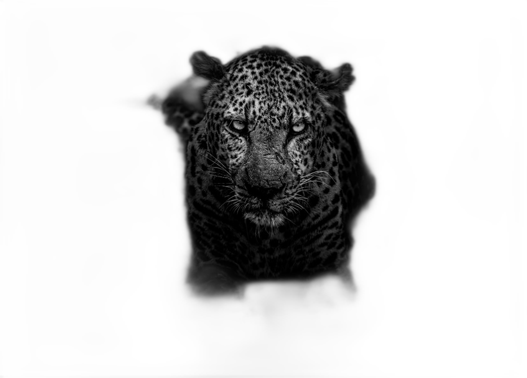 black and white leopard portrait in the dark, black background, hd  Transparent Background