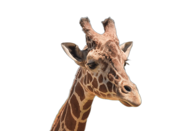 Giraffe head isolated on black background, studio shot, photorealistic, high resolution photography  Transparent Background