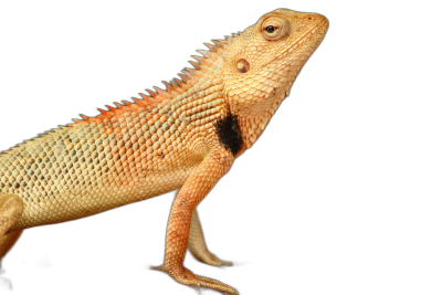 Photo of an orange and yellow lizard on a black background, in a full body side view, looking at the camera, with natural light, with high resolution photography  Transparent Background