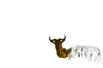 Closeup silhouette of antelope in the dark night, illuminated in the style of yellow light from behind.  Transparent Background