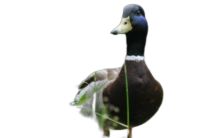 Duck, standing on grass in the dark, black background, closeup portrait photography, studio lighting, high resolution photography, hyper realistic photography, high definition details, professional photo  Transparent Background