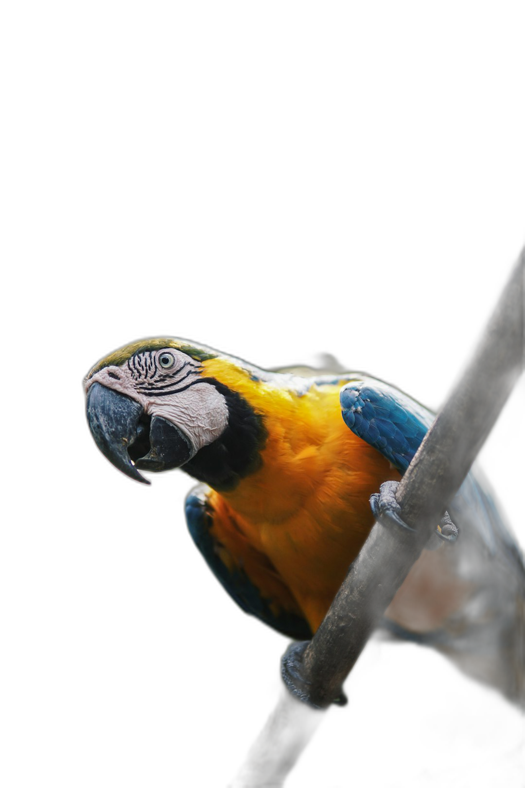 A parrot sitting on the branch, yellow and blue feathers, closeup shot, black background, professional photography lighting, in the style of advertising photography, high definition  Transparent Background