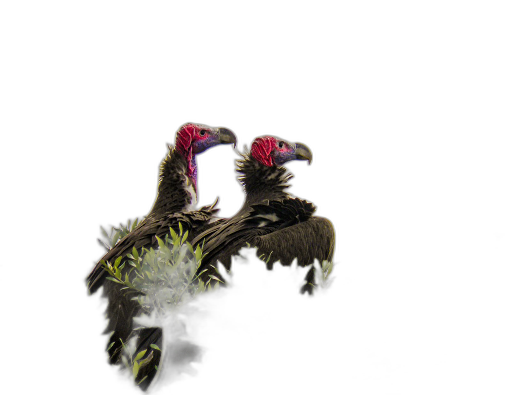 photorealistic Nikon photo of two Lappet faced vultures with pink heads on the edge if an acacia tree against black background, warm lighting  Transparent Background