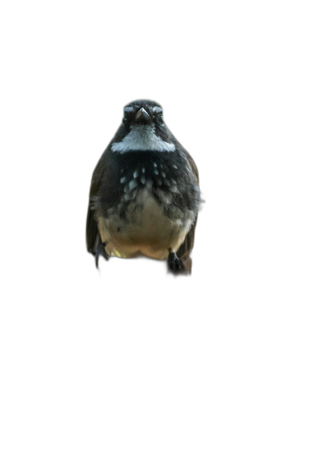 A single bird with a black background, shown from above its head, in high definition photography. The image is in the style of high definition photography.  Transparent Background