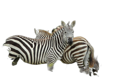 Two zebras in a natural pose, full body, on a black background, in the style of National Geographic photography.  Transparent Background