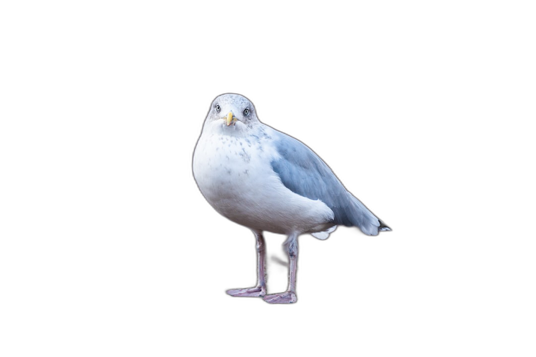 A full-body shot of a seagull isolated on a black background, with high resolution photography in the style of professional color grading and soft shadows, with no contrast and clean sharp focus in the digital photography.  Transparent Background