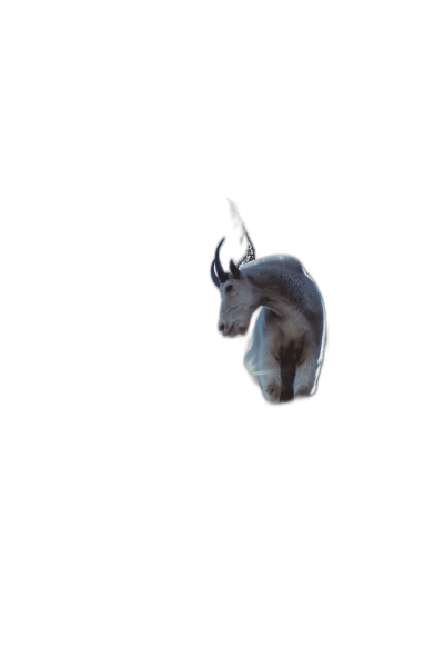 A white goat with black horns floating in the air, head down, eyes closed, floating on pure darkness, illuminated by only moonlight, low angle shot from below, looking up at it, closeup, hyperrealistic, photo realism, in the style of cinematography.  Transparent Background