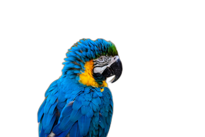 Blue and yellow macaw parrot on a black background. A vibrant blue Macaw colombian bird with feathers of gold, green, white and purple. A close up portrait of exotic tropical birds in wildlife nature photography. An isolated black backdrop.  Transparent Background