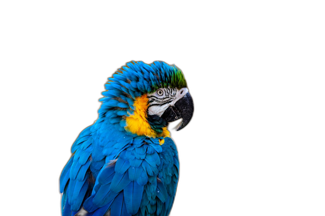 Blue and yellow macaw parrot on a black background. A vibrant blue Macaw colombian bird with feathers of gold, green, white and purple. A close up portrait of exotic tropical birds in wildlife nature photography. An isolated black backdrop.  Transparent Background