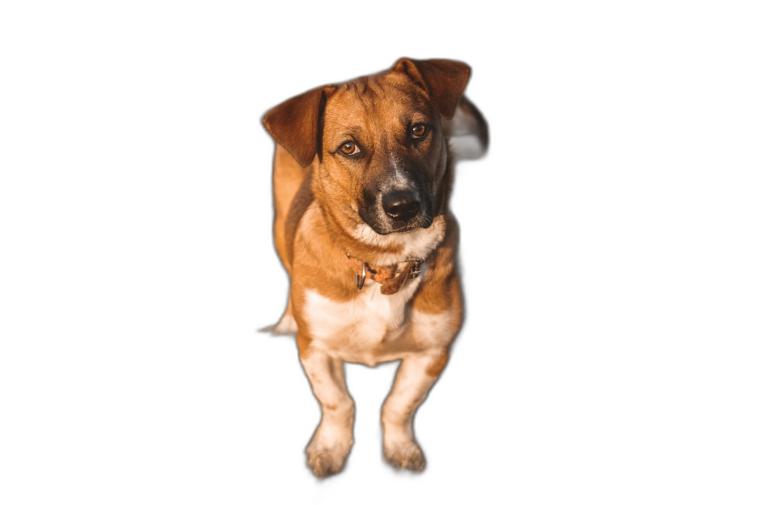 A cute mixed breed dog standing on two legs, looking at the camera with curious eyes against a black background in a studio photography portrait shot captured with a wide angle lens.  Transparent Background