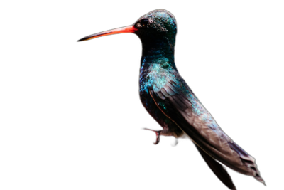 A photo of an iridescent hummingbird against a dark background, taken with studio photography techniques including a closeup shot with a macro lens to capture high resolution, hyper realistic and super detailed details. Studio lighting was used against a black background, with the rendering done in the style of [Slim Aarons](https://goo.gl/search?artist%20Slim%20Aarons).  Transparent Background