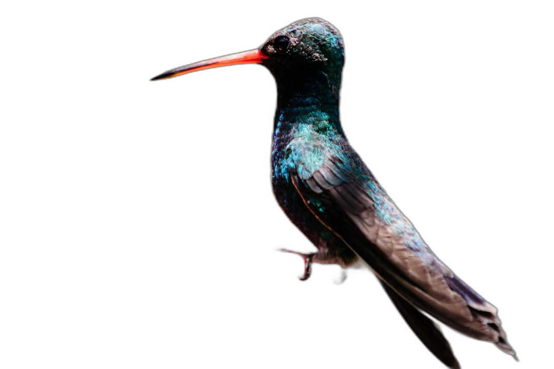 A photo of an iridescent hummingbird against a dark background, taken with studio photography techniques including a closeup shot with a macro lens to capture high resolution, hyper realistic and super detailed details. Studio lighting was used against a black background, with the rendering done in the style of [Slim Aarons](https://goo.gl/search?artist%20Slim%20Aarons).  Transparent Background