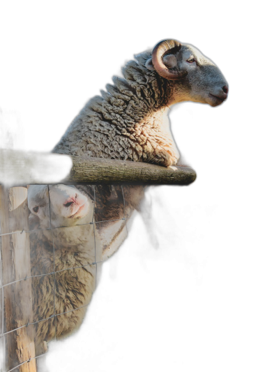 photo of two sheep, one is sitting on the fence and leaning over to look at something, the other animal stands behind it with its head resting against his arm that hangs from above, black background, hyper realistic photo  Transparent Background