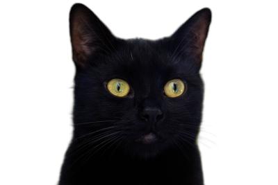 Black cat with yellow eyes isolated on black background, detailed illustration of cute feline in studio lighting, portrait of adorable pet with glowing round green gaze, closeup view of curious funny animal, high resolution,  Transparent Background