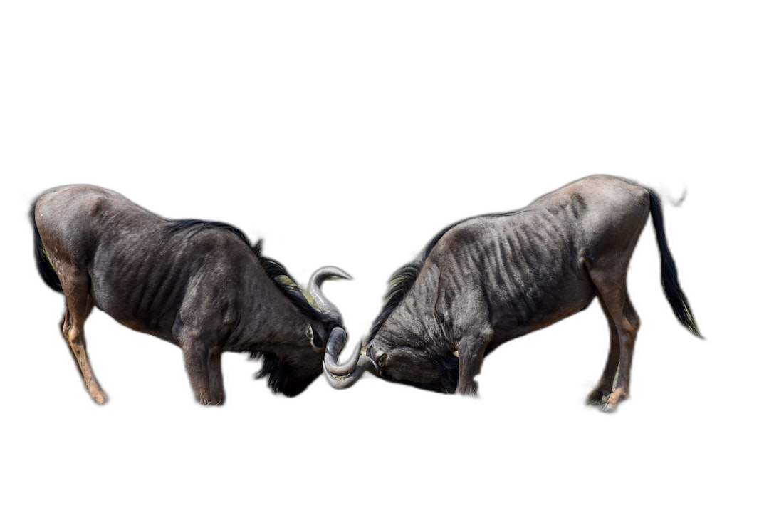 Two blue wildebeest fighting, side view, on a solid black background, in a photorealistic, high resolution photographic style.  Transparent Background