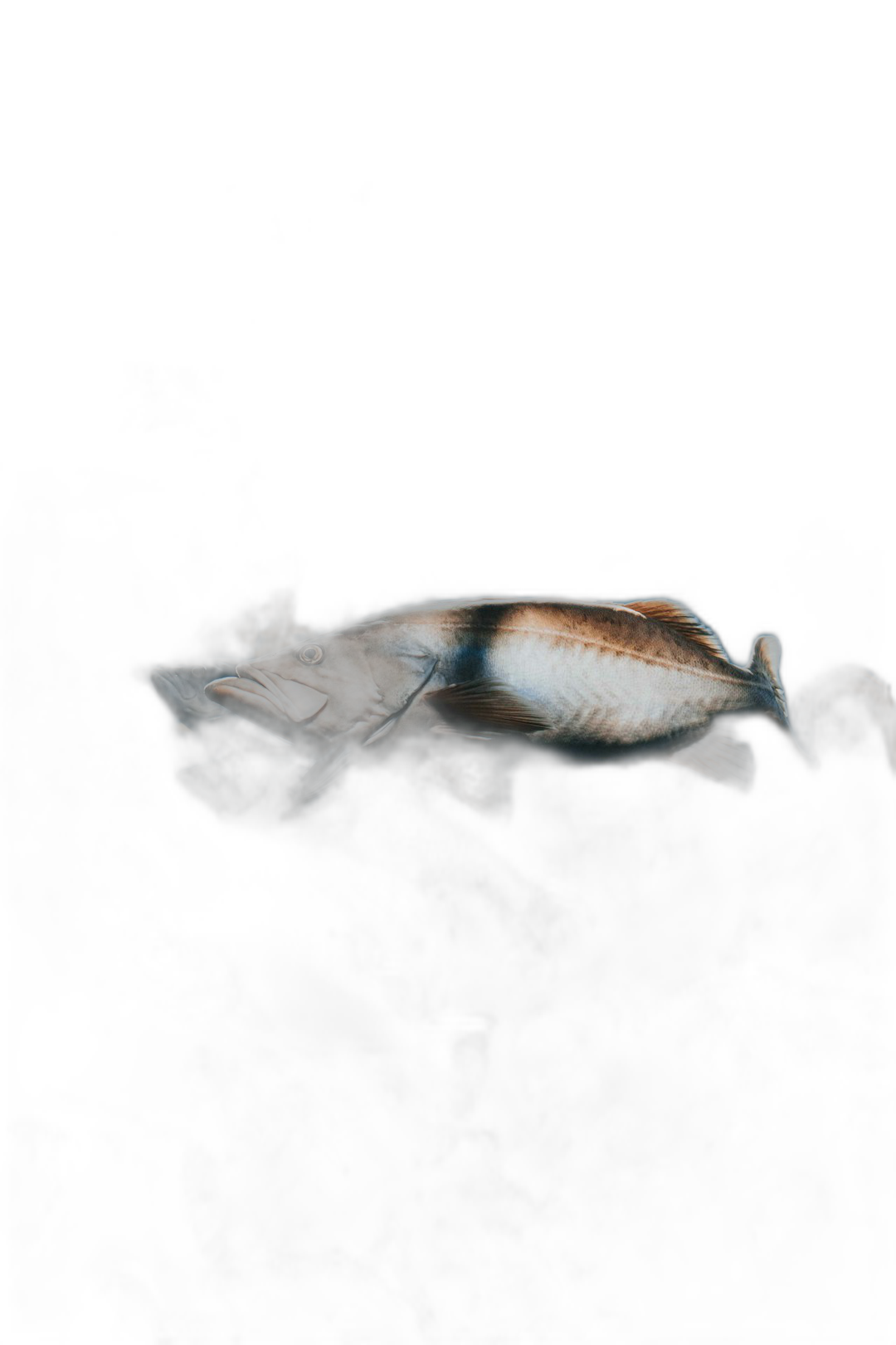 A photo of a fish in the darkness, soft light on its body, dark background, minimalistic. The photo depicts a fish in soft light against a dark background, in the style of minimalism.  Transparent Background