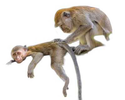 A monkey sitting on the back of another, one jumping off with its head down to shoot a long tail against black background, realistic photo  Transparent Background