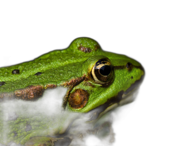 green frog head on black background, macro photography, closeup, in the style of national geographic photo  Transparent Background