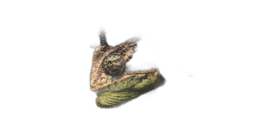 chameleon, sitting on the shoulder of an owl in flight at night, dark background, closeup, low angle view, in the style of National Geographic photography.  Transparent Background